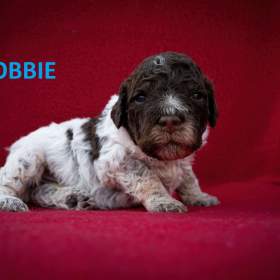 Lagotto s PP -  pejsci / 19524338