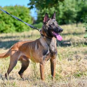 Belgický ovčák malinois  / 19524901