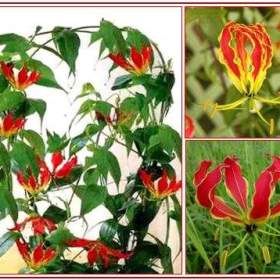 Gloriosa Rothschildiana -  semena / 19527622