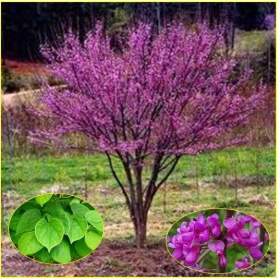Cercis Chinensis -  Zmarlika čínská -  semena / 19527623