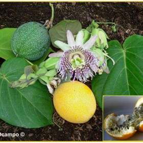 Passiflora ligularis -  Mučenka jazykovitá -  semena / 19527624