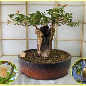 sazenice Baobab / 19527631