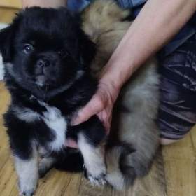 Tibetský španěl / 19528423