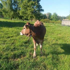 Prodám jalovici Brown Swiss  / 19530516