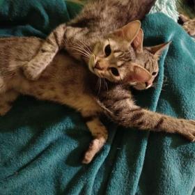 Fotka k inzerátu KÁJA a BÁJA ( adoptovaná ) -  kastrované kočičky -  1 rok  / 19372034