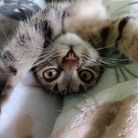 Foto inzerátu KÁJA a BÁJA - kastrované kočičky - necelý rok