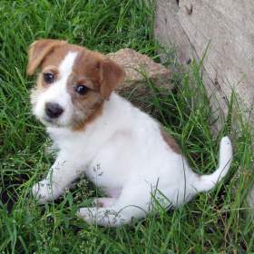 Jack Russell teriér – poslední fenka a 2 pejsci s PP k odběru / 19531691