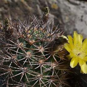 Kaktus Acanthocalycium brevispinum P 42 Rio Santa Maria -  semena / 19535694