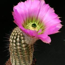 Kaktus Echinocereus armatus PP 22 -  semena / 19535702