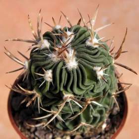 Kaktus Echinofossulocactus dicharoacanthus -  semena / 19535703