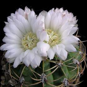 Kaktus Gymnocalycium monvillei JO La Falda Cordoba -  semena / 19535705