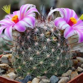 Kaktus Mammillaria microcarpa -  semena / 19535706