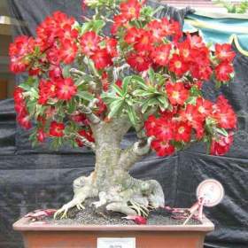 Sazenice Adenium Obesum / 19536150