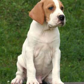 POINTER -  pejsek s PP / 19536774