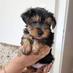 Yorkshire terrier mini  / 19538592