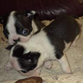 Bostonský terier, krásná štěňátka. / 19538696