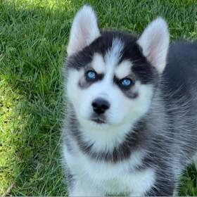 Sibiřský husky pejsek / 19541599