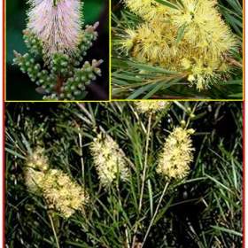 Mrazuvzdorný Callistemon Sieberi -  Štětkovec -  semena / 19541738