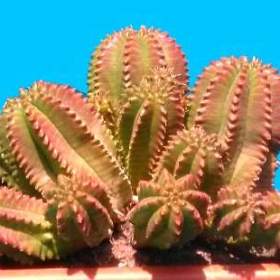  SUKULENTY EUPHORBIA  / 19542706