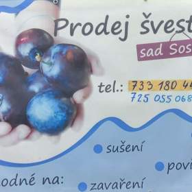 Prodej švestek / 19543099