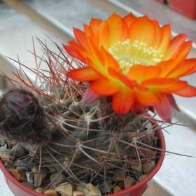Kaktus Acanthocalycium aurantiacum R148 -  semena / 19543129