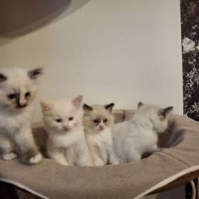 koťata Ragdoll / 19543236