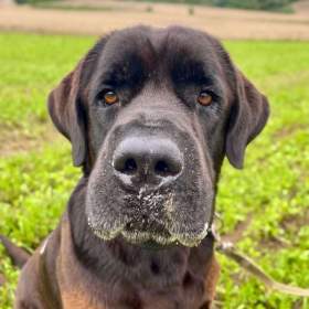 Foto inzerátu JACK - +-50 kg, kastrovaný psík 6 let 