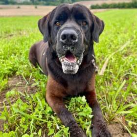 Foto inzerátu JACK - +-50 kg, kastrovaný psík 6 let 