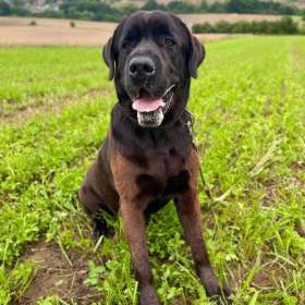 Foto inzerátu JACK - +-50 kg, kastrovaný psík 6 let 