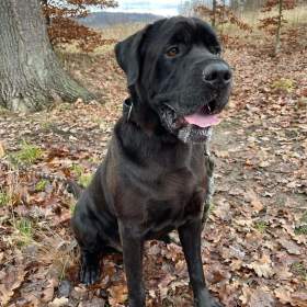 Foto inzerátu JACK - +-50 kg, kastrovaný psík 6 let 