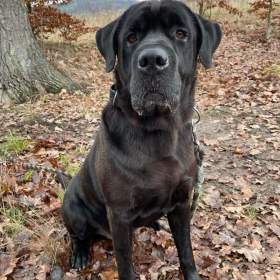 Foto inzerátu JACK - +-50 kg, kastrovaný psík 6 let 