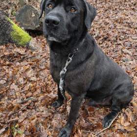Foto inzerátu JACK - +-50 kg, kastrovaný psík 6 let 