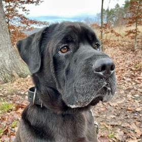 Foto inzerátu JACK - +-50 kg, kastrovaný psík 6 let 