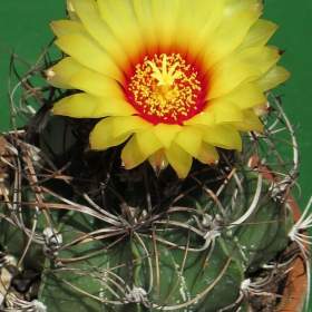 Kaktus Astrophytum capricorne hrubé trny -  semena / 19543754