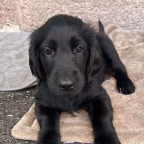 štěňátka Flat Coated Retriever / 19543839