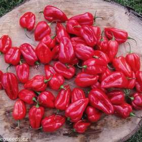 Chilli Habanero Red -  semena / 19546651