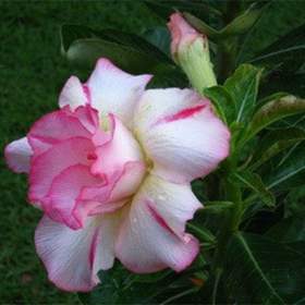 Adenium obesum amazing thailand -  semena / 19546741