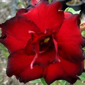 Adenium obesum black red -  semena / 19546753