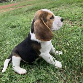 Štěňátka Bígl (též beagle) s PP / 19546828