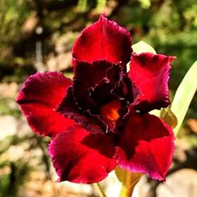 Adenium obesum black swan -  semena / 19547123