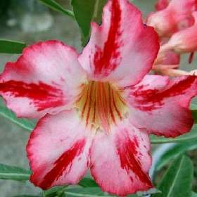 Adenium obesum Harry Potter -  semena / 19547131