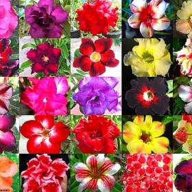 Adenium obesum mix barev -  semena / 19547138