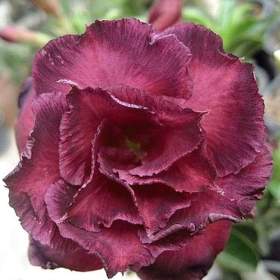 Adenium obesum moungmongkol -  semena / 19547143