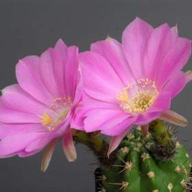 Kaktus Lobivia caineana -  semena / 19547223
