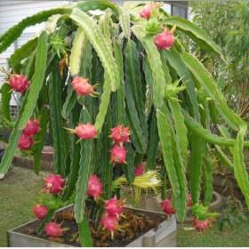 Kaktus Hylocereus undatus -  semena / 19547225