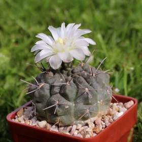 Kaktus Gymnocalycium chubutense -  semena / 19547227