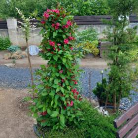 Foto inzerátu Velká sleva ! Vajgelie červená, Eva Rathke, kónus, 150 cm.