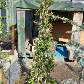 Foto inzerátu Velká sleva ! Vajgelie červená, Eva Rathke, kónus, 150 cm.