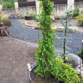 Foto inzerátu Velká sleva ! Vajgelie červená, Eva Rathke, kónus, 150 cm.