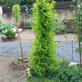 Foto inzerátu Velká sleva ! Vajgelie červená, Eva Rathke, kónus, 150 cm.